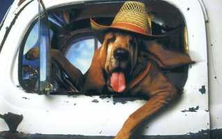 Чистка блока управления вариатора Honda (с фотографиями)